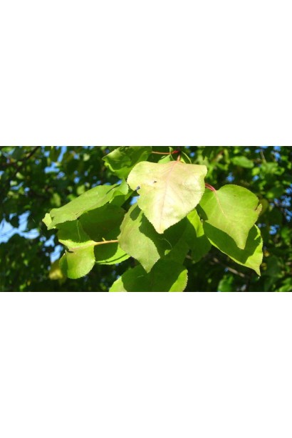 Абрикос колоновидний ‘Первайс’